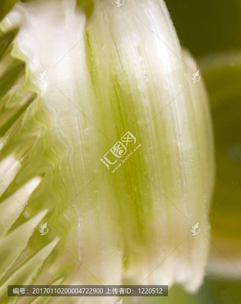 摘要Green,Glass