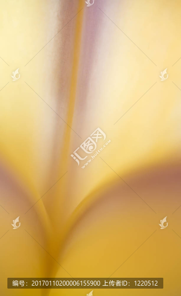 紫色和黃色虹膜宏