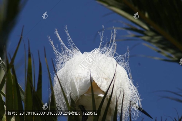 白鷺的羽毛