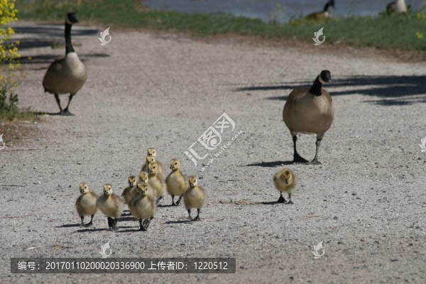 鵝的家庭