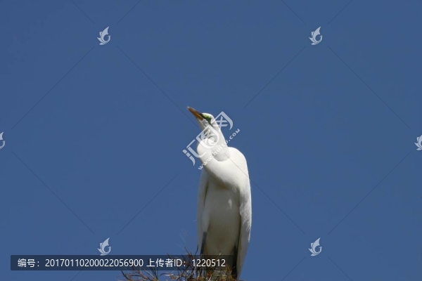 大白鷺