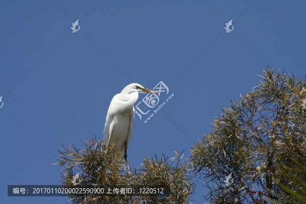 大白鷺