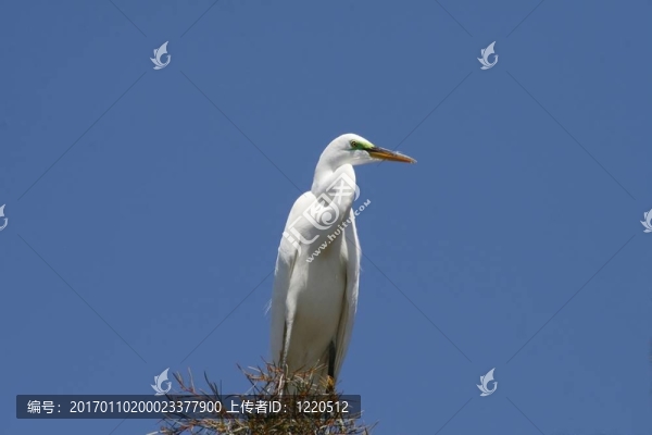 大白鷺