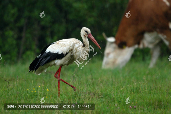 鸛