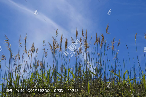 草
