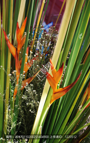 泰國(guó)熱帶花卉-匯圖網(wǎng) www.fosd68.com 泰國(guó)熱帶花卉