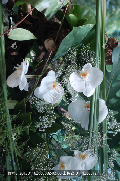 白蘭花的安排