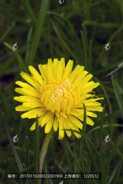 dandellions-匯圖網(wǎng) www.fosd68.com dandellions
