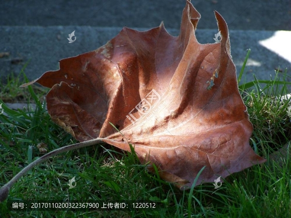 枯葉