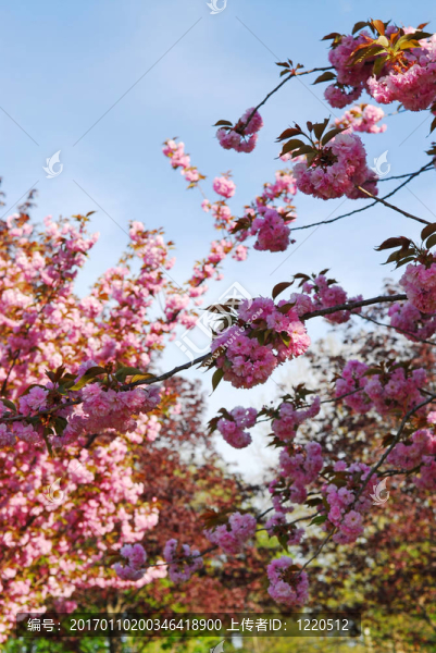 盛開的果園-匯圖網(wǎng) www.fosd68.com 盛開的果園