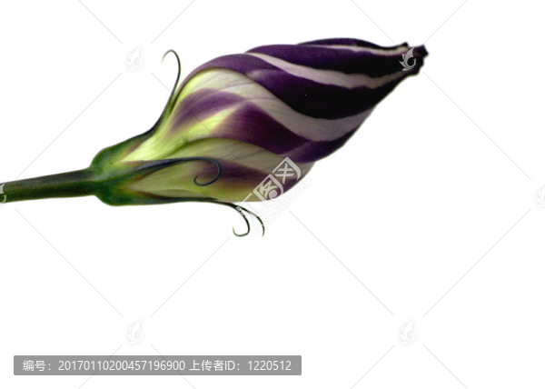 洋桔梗的花蕾