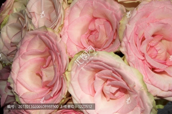 月季花