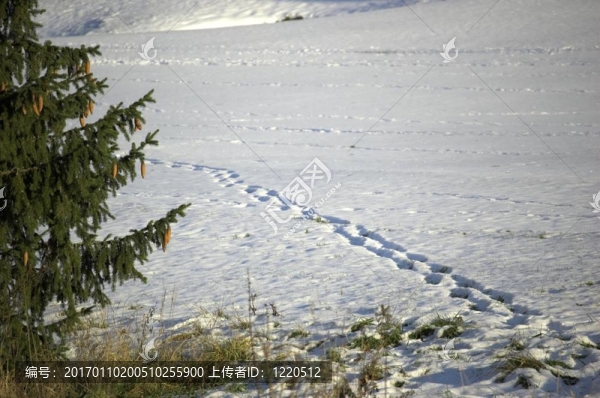 雪中的痕跡