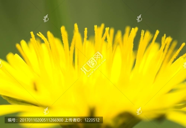 蒲公英近2