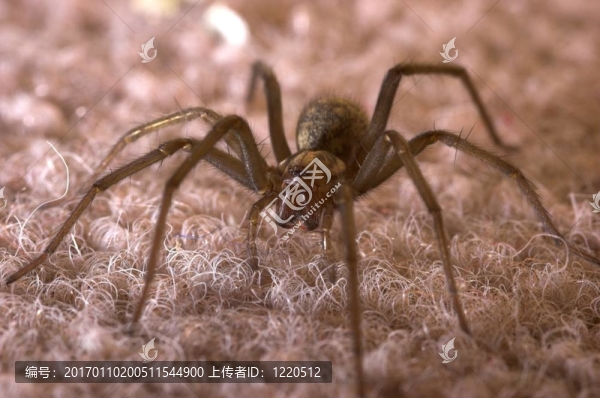 蜘蛛準(zhǔn)備突襲-匯圖網(wǎng) www.fosd68.com 蜘蛛準(zhǔn)備突襲