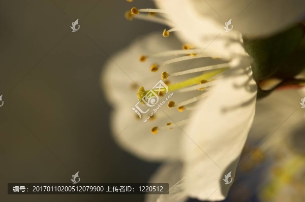 櫻花盛開(kāi)
