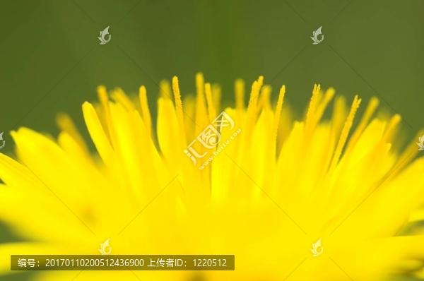 蒲公英近3