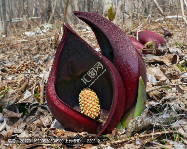 不尋常的Flowers,2-匯圖網(wǎng) www.fosd68.com 不尋常的Flowers,2