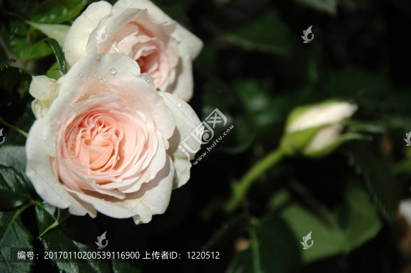 白薔薇