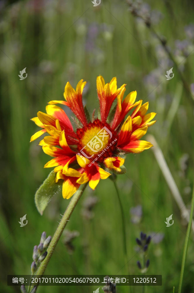 奇怪的花