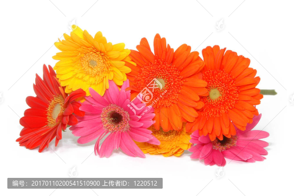 白色的雛菊
