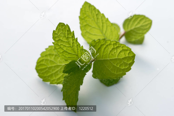 薄荷白