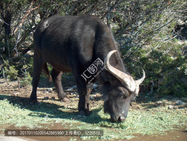 野牛-匯圖網(wǎng) www.fosd68.com 野牛