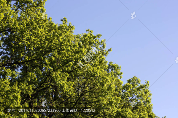 天空和樹葉