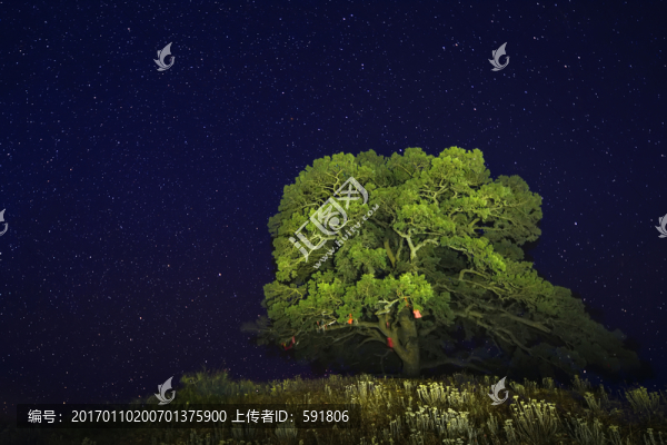 紅土地老龍樹(shù)滿天星夜景
