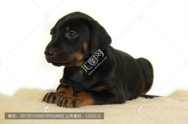 小狗休息