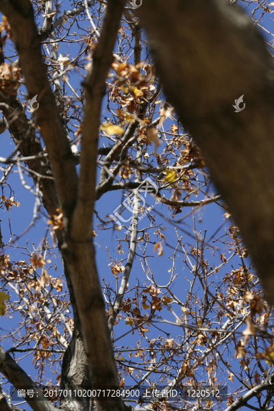 在春天的一棵樹上
