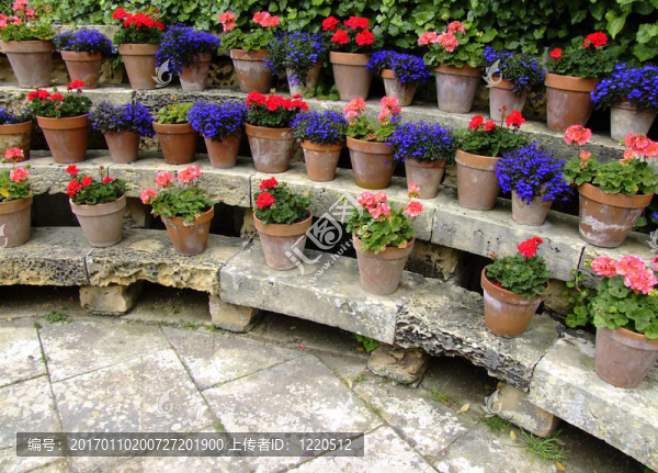 園藝-匯圖網(wǎng) www.fosd68.com 園藝