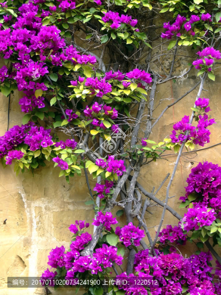 BOUGANVILLA