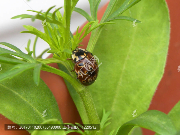 葉甲蟲-匯圖網(wǎng) www.fosd68.com 葉甲蟲