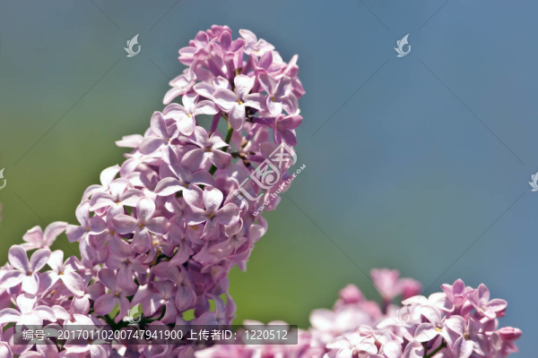 丁香花
