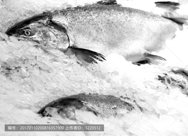 魚上冰