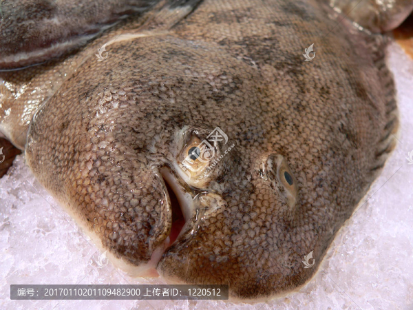 死多寶魚