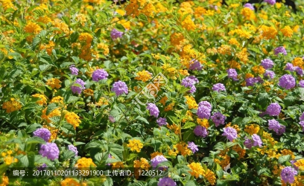 野生花卉