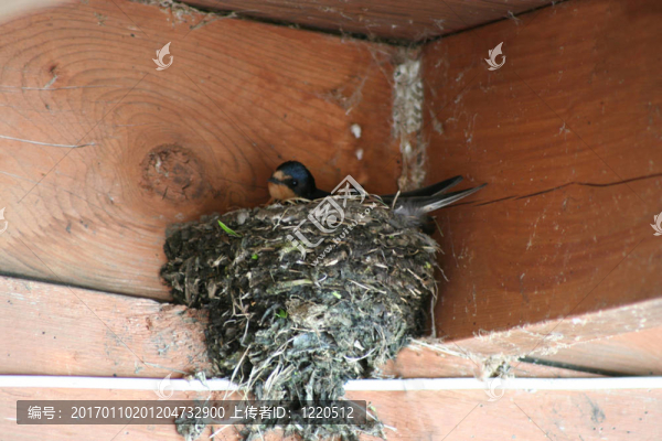 Barnswallow的巢