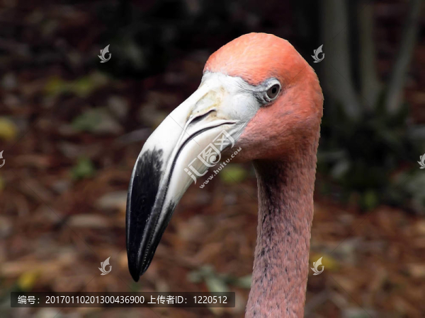 粉紅火烈鳥