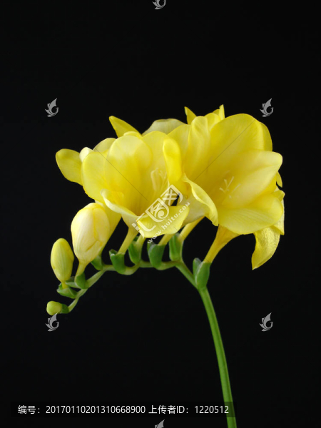 Yellow,Fressia對黑人