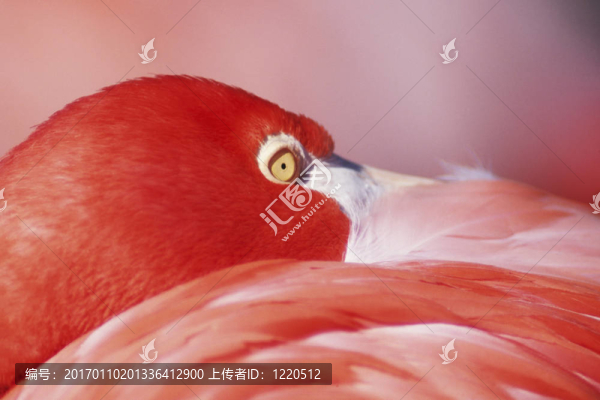 大紅鸛