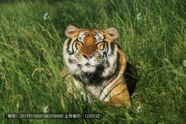 孟加拉虎