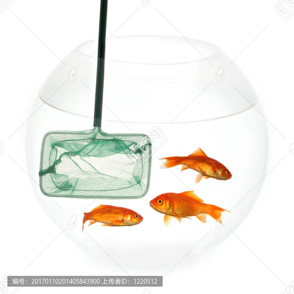網(wǎng)和魚