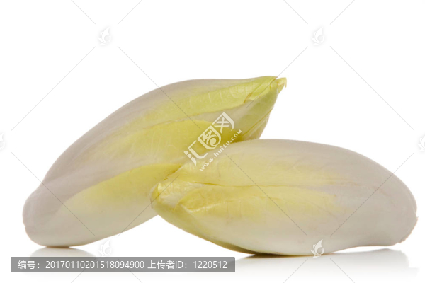 菊苣-匯圖網(wǎng) www.fosd68.com 菊苣