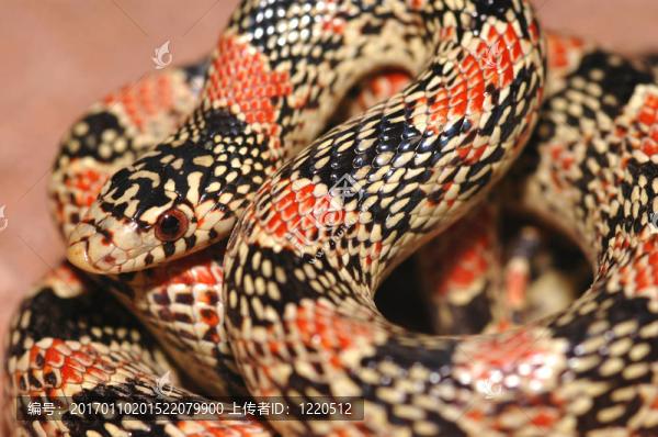 亞利桑那州條蛇