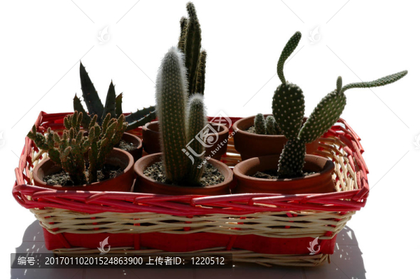 肉質(zhì)植物幼苗