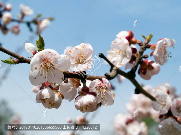 櫻桃開(kāi)花枝