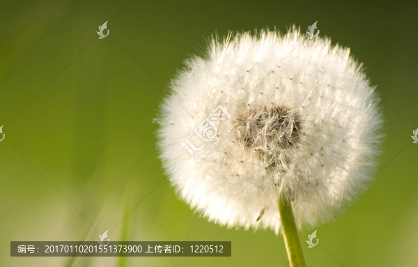 完全成熟的蒲公英