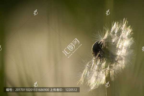 春天結(jié)束時的蒲公英